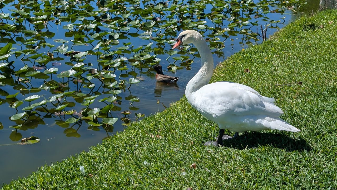 South Lake Morton, FL